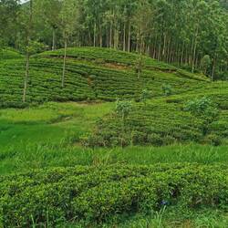 Teeplantagen