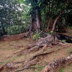 Mahagoni