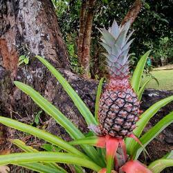 Wilde Ananas
