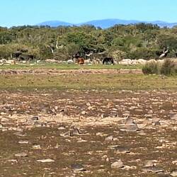 2 Giara-Pferde im Hintergrund