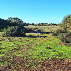 Hier könnte nach Regen ein Pauli sein