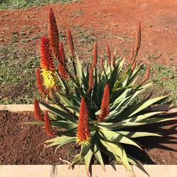 Schöne exotische Pflanzen blühen hier.