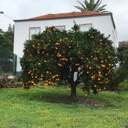 Jeder Garten hat Orangenbäume.