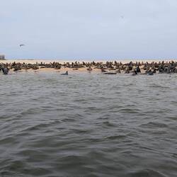 Insel mit ca 3000 Seerobben