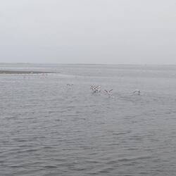 Flamingos bei Walfis Bay