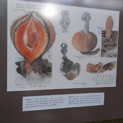 Hydnora ist eine seltene Pflanzen - ein Wurzelparasit