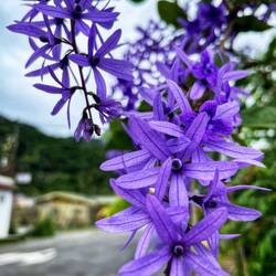 Petrea volubilis - Purpurkranz