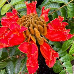 Afrikanischer Tulpenbaum