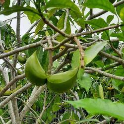 Tabernaemontana alba - Katzenkissen