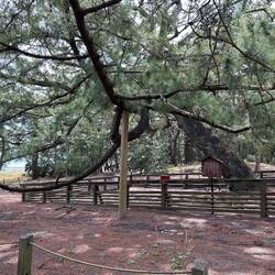 Miho-no-Matsubara,Mt. Fuji’s world heritage site, thirty-thousand, 300 yr.old pine trees.