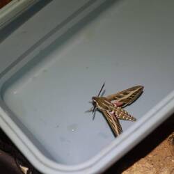 Diese suizidalen Nachtfalter stören etwas beim Essenkochen, sehen aber eigentlich ganz schick aus