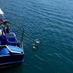 Pelikane warten auf einen Fisch