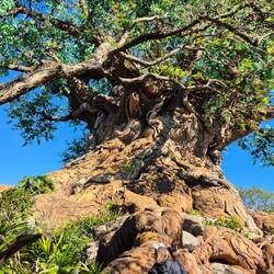Tree of Life