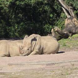 White Rhino
