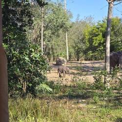 Baby elephant