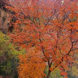 Doch noch Herbstfarben gefunden.