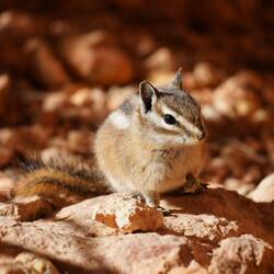 Neugieriges Goldmantelziesel.