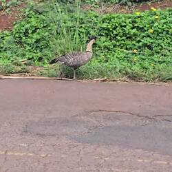 Nene (hawaiianischi Gans)