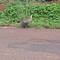 Nene (hawaiianischi Gans)