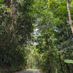 Und weiter durch den Regenwald