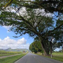 Weiter auf dem Weg in den Daintree