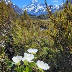 Blick auf Mount Cook
