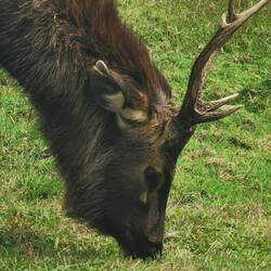 Hirsch, aber ein spezieller