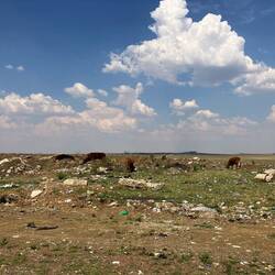 ... und dazwischen Kühe