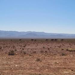 Auch sie ziehen westwärts!🤣