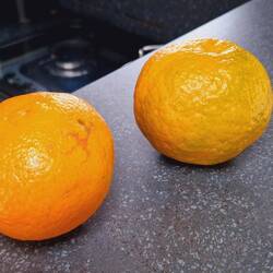 Die Mandarinen neben Fritz sind die Besten! Beim Pflücken löst sich schon die Schale!