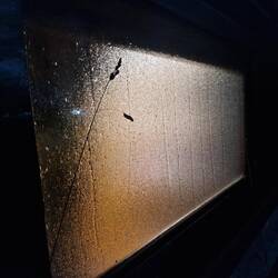 Whiskers was still out in the rain several hours later