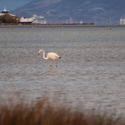 Auch hier gibts Flamingos