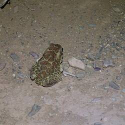 Diese Nordafrikanische Wechselkröte läuft uns kurz vor dem Schlafplatz über den Weg