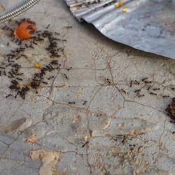 Einmal gekleckert und schon sind hunderte Ameisen zur Stelle