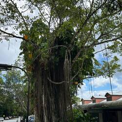 Strangler fig