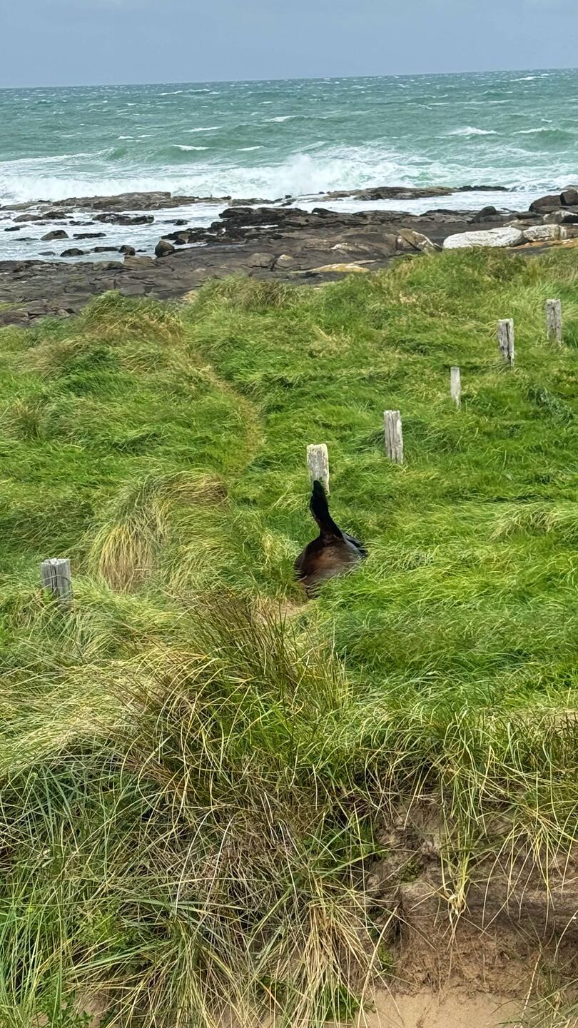 Neuseeländischer Seelöwe