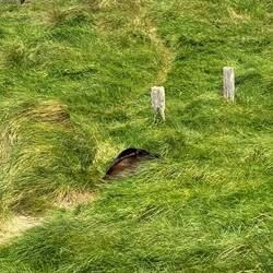 Neuseeländischer Seelöwe