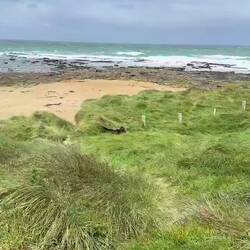 Neuseeländischer Seelöwe