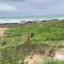 Neuseeländischer Seelöwe