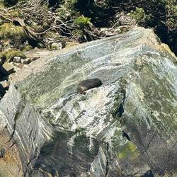 Neuseeländische Pelzrobbe