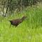 Another Weka