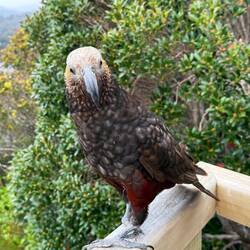 Kākā oder Waldpapagei