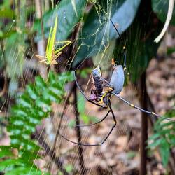 Spinne mit ihrem Fang