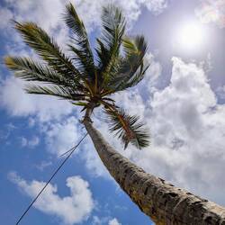 Eine wunderbare Palme mit Schnur