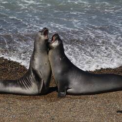 Battle for the benefits of owning your own harem.