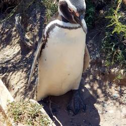 Magellan Penguin.
