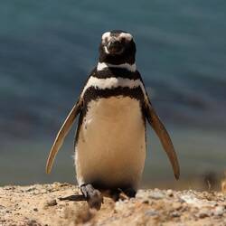 Magellan Penguin.