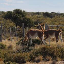 Guanacas.