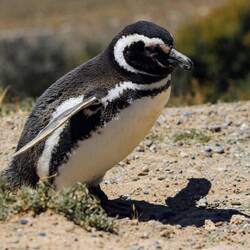 Magellan Penguin.