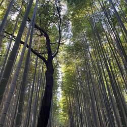 Arashiyama Bamboo Forest